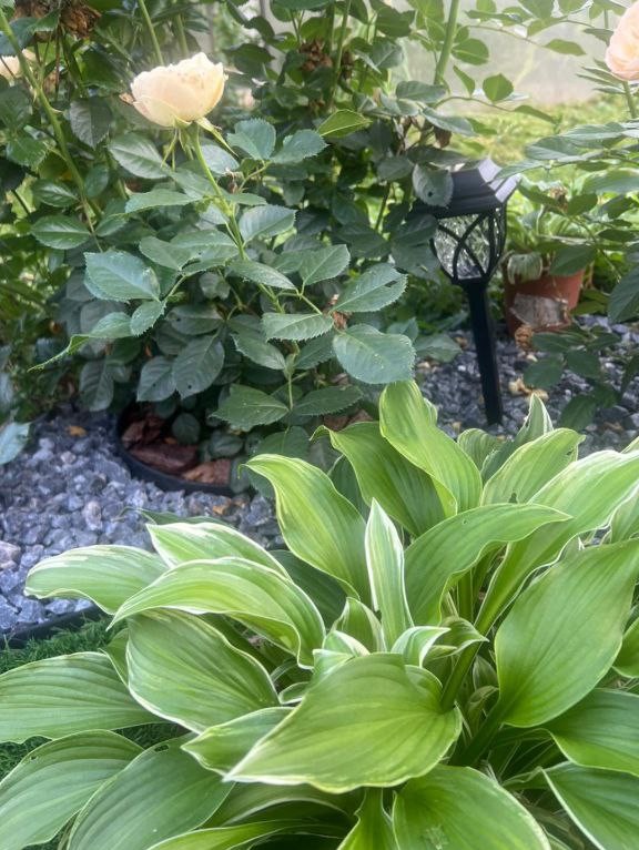 Сад для летней жизни