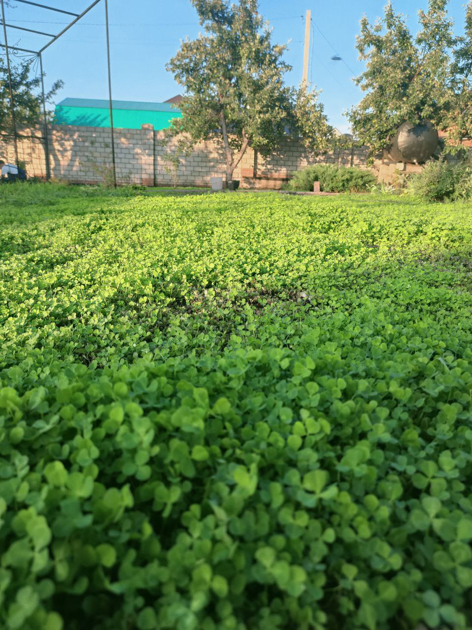 Трансформация огорода